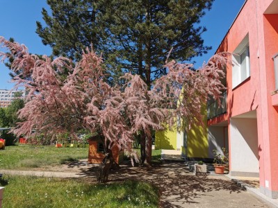 Zahrada