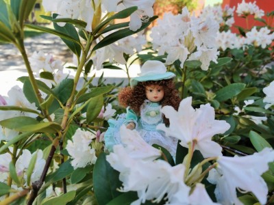 Lilien