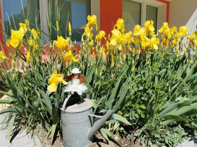 Lilien