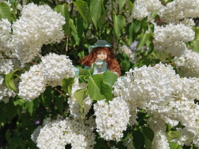 Lilien
